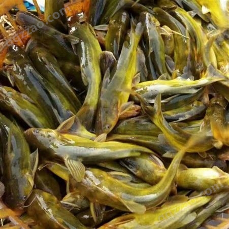 杂食性鱼黄骨鱼小苗大量批发 敦皇水产养殖中心人工养殖 全国